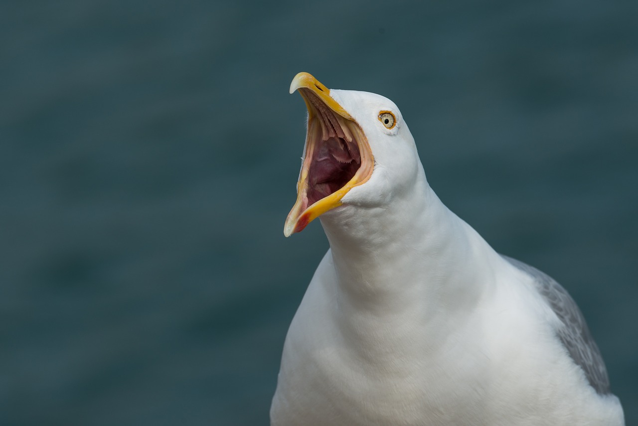 Gull