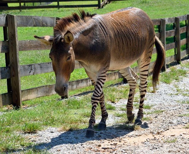 Zebra donkey cross. Photo by paulbr75, available on pixabay.com 