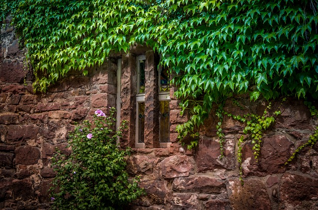 Ivy-covered wall Credit Marvball at Pixabay