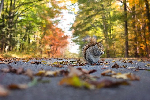 Squirrel on pathway